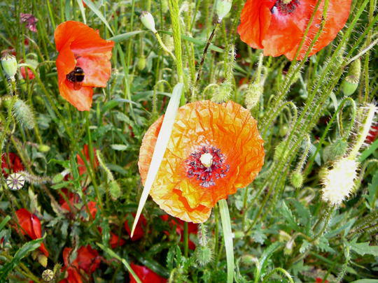 Saat-Mohn - Papaver dubium 