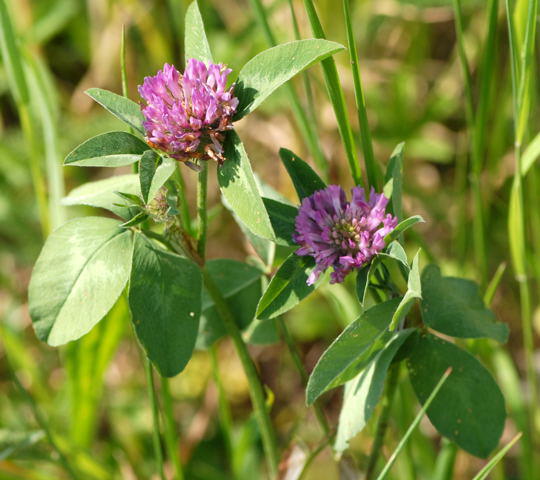 Gemeiner Wiesenklee - Trifolium pratense