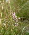 Gemeine Besen-Heide (Heidekraut) - Calluna vulgaris