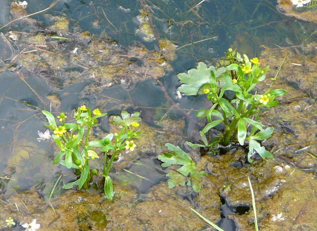 Gift-Hahnenfu - Ranunculus sceleratus