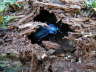 Glatter Laufkfer - Carabus glabratus 