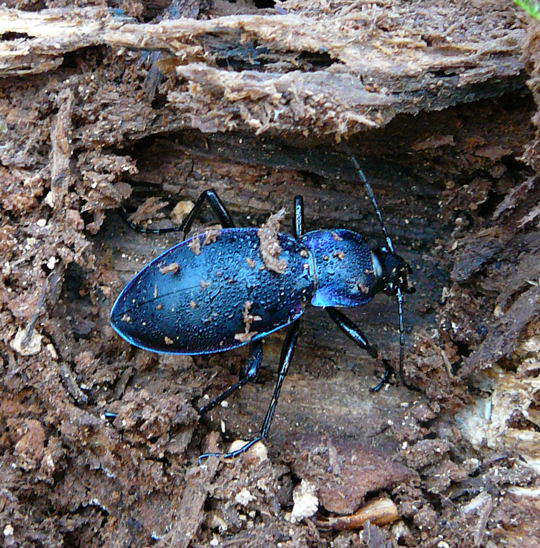 Glatter Laufkfer - Carabus glabratus 