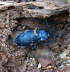 Glatter Laufkfer - Carabus glabratus 