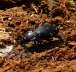 Glatter Laufkfer - Carabus glabratus 
