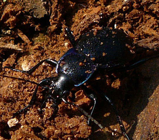 Glatter Laufkfer - Carabus glabratus 