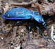 Glatter Laufkfer - Carabus glabratus 