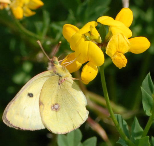 Goldene Acht - Colias hyale