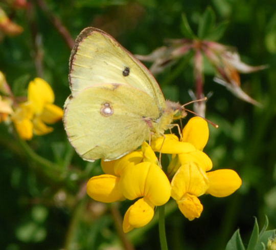 Goldene Acht - Colias hyale