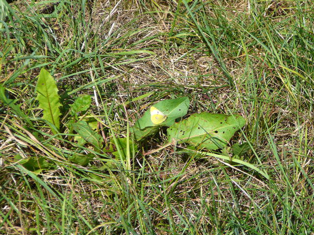 Goldene Acht - Colias hyale