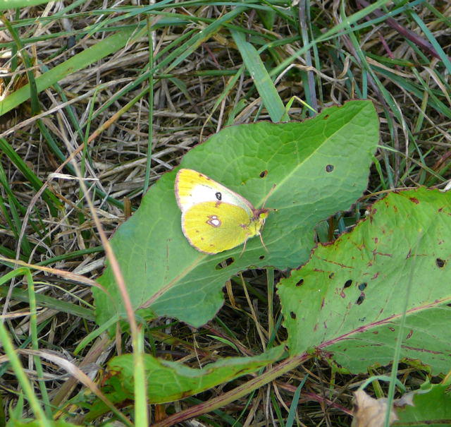 Goldene Acht - Colias hyale