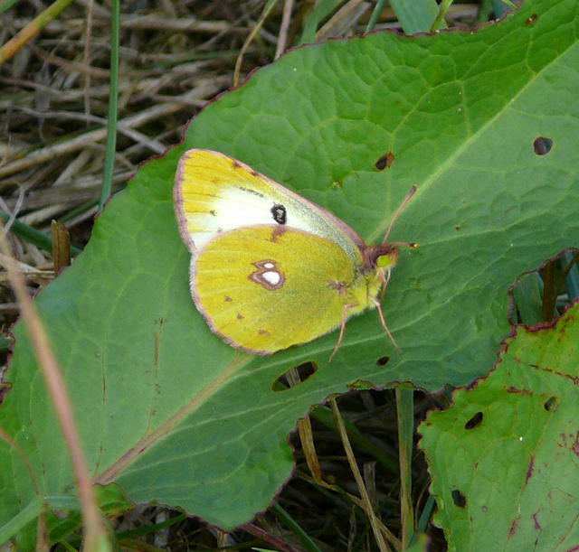 Goldene Acht - Colias hyale