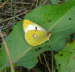 Goldene Acht - Colias hyale