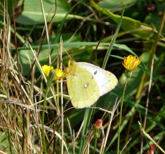 Goldene Acht - Colias hyale