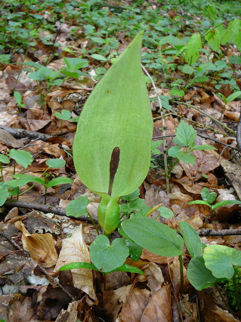 Gefleckter Aronstab (Ungefleckte Variante) - Arum maculatum