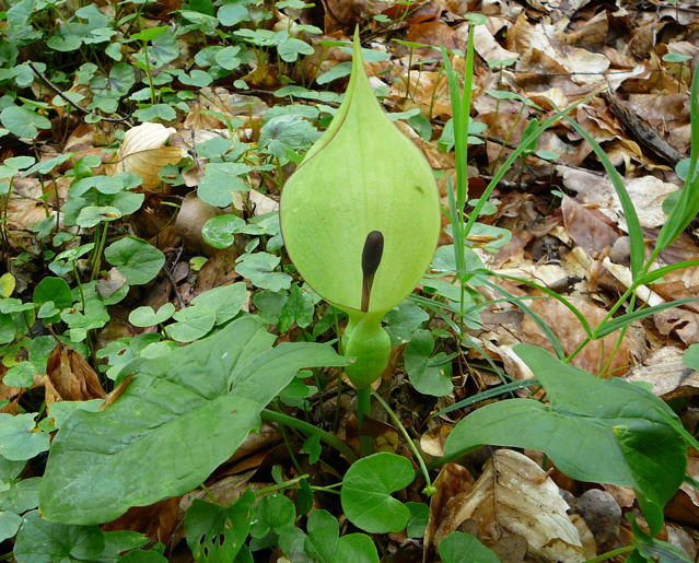 Gefleckter Aronstab (Ungefleckte Variante) - Arum maculatum