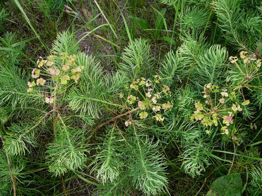 Zypressen-Wolfsmilch - Euphorbia cyparissias