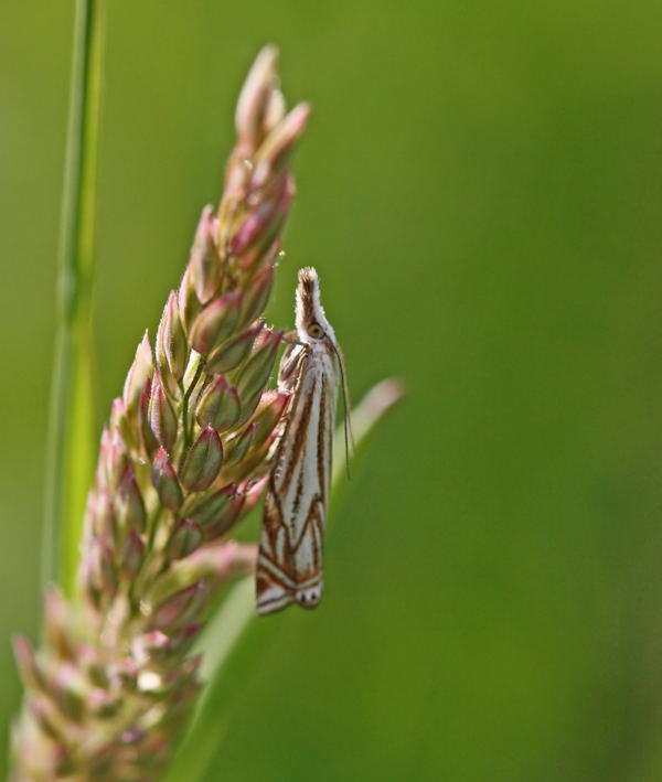 Grasznsler - Crambus lathionellus 