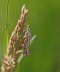 Grasznsler - Crambus lathionellus 