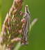 Grasznsler - Crambus lathionellus 