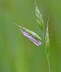 Grasznsler - Crambus lathionellus 