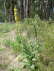 Grobltige Knigskerze - Verbascum densiflorum (thapsiforme)