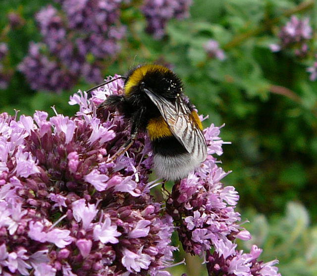 Groe Erdhummel - Bombus magnus 