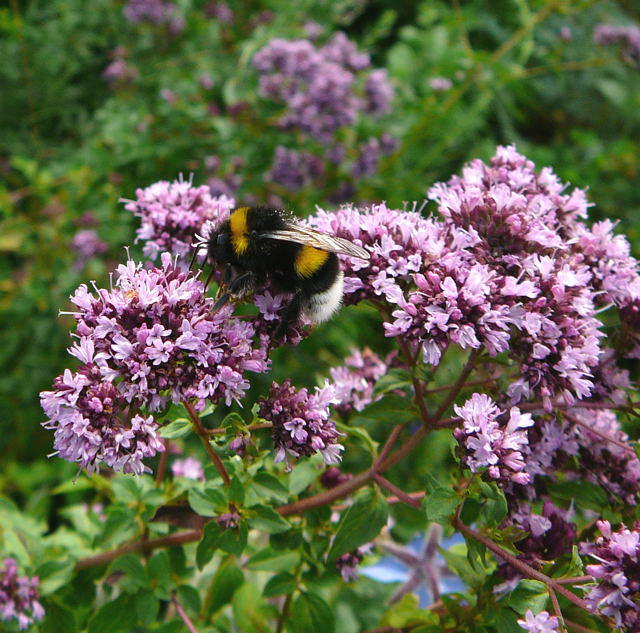 Groe Erdhummel - Bombus magnus 