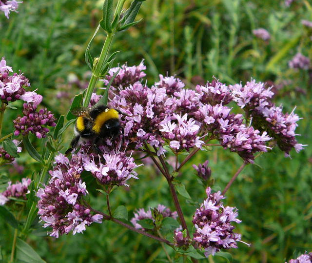 Groe Erdhummel - Bombus magnus 