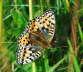 Groer Perlmutterfalter -Argynnis aglaja 