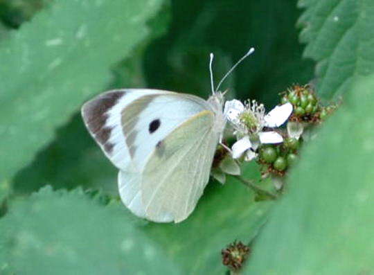 Kohlweissling - Pieris brassicae