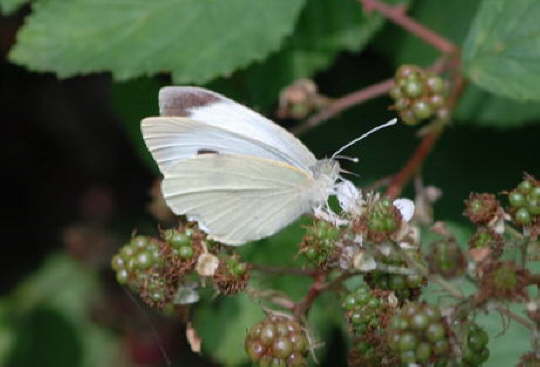 Groer Kohlweissling 