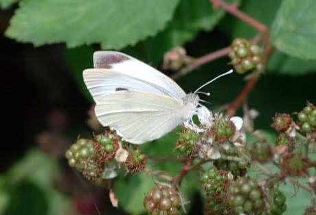 Kohlweissling - Pieris brassicae