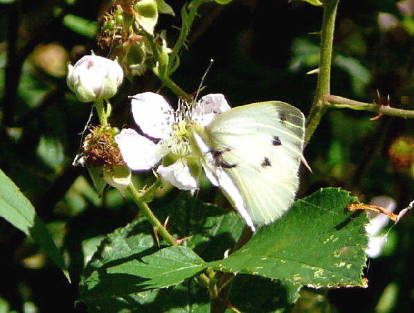 Kohlweissling - Pieris brassicae