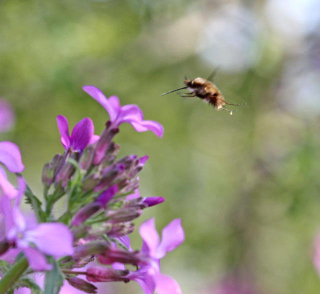 Groer Wollschweber - Bombylius major