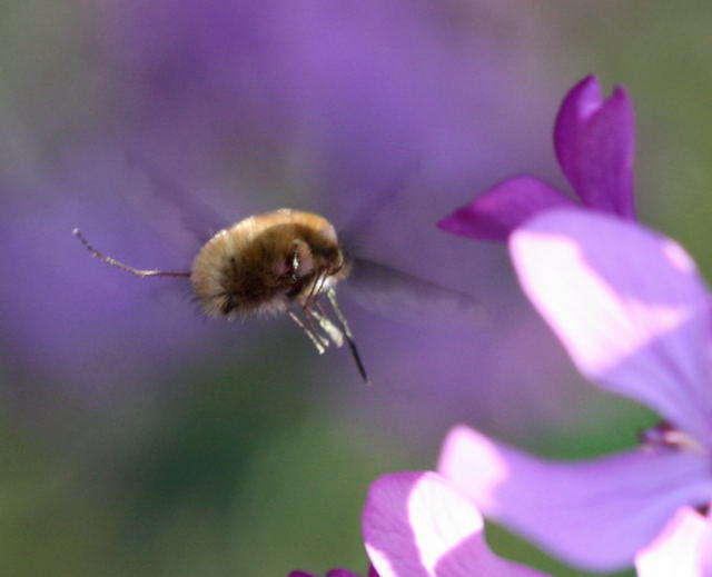 Groer Wollschweber - Bombylius major