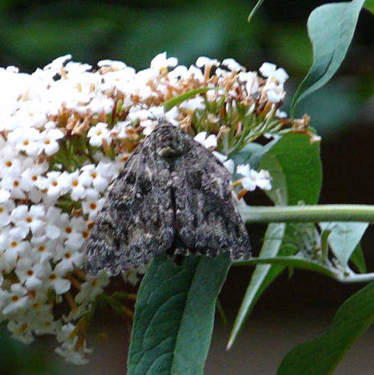 Groes Eichenkarmin - Catocala sponsa 