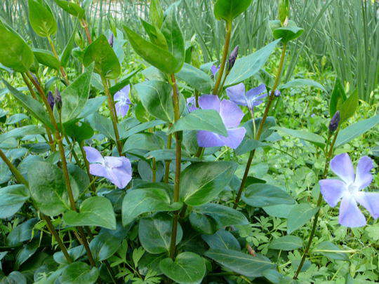 Groes Immergrn - Vinca major