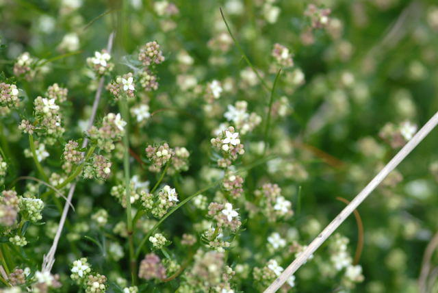 Harzer Labkraut - Galium saxatile