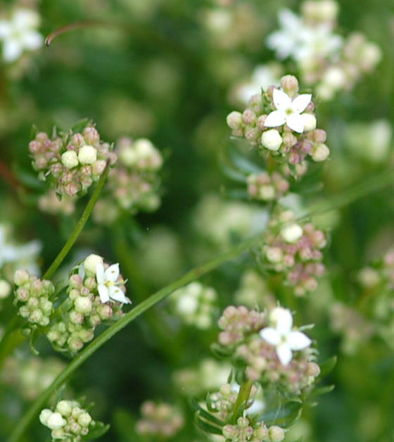 Harzer Labkraut - Galium saxatile