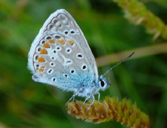 Hauhechelbluling