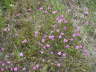 Heide-Nelke - Dianthus deltoides 