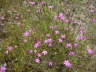 Heide-Nelke - Dianthus deltoides 