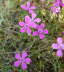 Heide-Nelke - Dianthus deltoides 