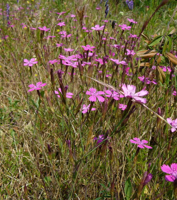 Heide-Nelke - Dianthus deltoides 