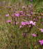 Heide-Nelke - Dianthus deltoides 