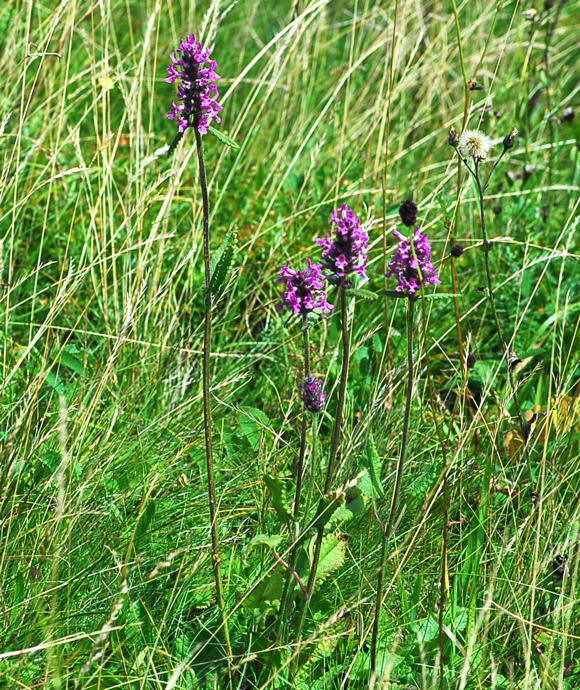 Heil-Ziest (Betonica officinalis) Urlaub 2009 Nikon Wasserkuppe Hohe Rhn Hessen 005a