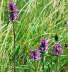 Heil-Ziest (Betonica officinalis) Urlaub 2009 Nikon Wasserkuppe Hohe Rhn Hessen 005b