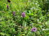Heil-Ziest (Betonica officinalis) Urlaub 2009 Wasserkuppe Hohe Rhn Hessen 018