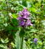 Heil-Ziest (Betonica officinalis) Urlaub 2009 Wasserkuppe Hohe Rhn Hessen 019