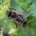 Honigbiene - Apis mellifera